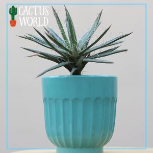 Agave Geminiflora
