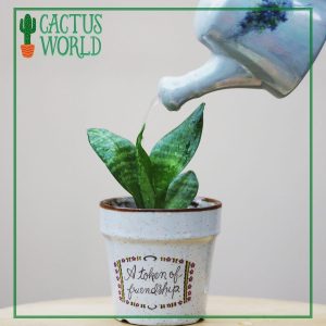 Sansevieria for Friends
