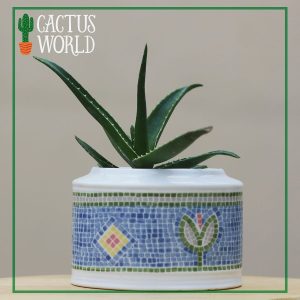Dwarf Aloe Vera