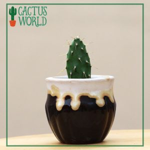 Opuntia Cactus