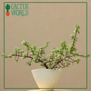 Jade Plant