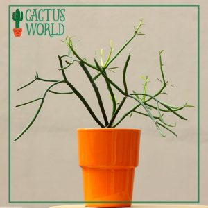 Pencil Cactus