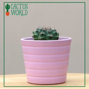 Cactus in a Pink Planter