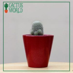Snowball Cactus