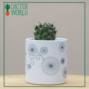 Mammillaria Cactus