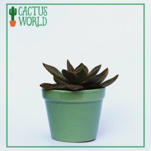 Echeveria in Ceramic