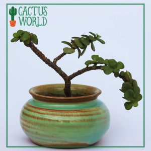 Mini Bonsai