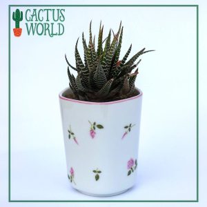 Zebra Haworthia