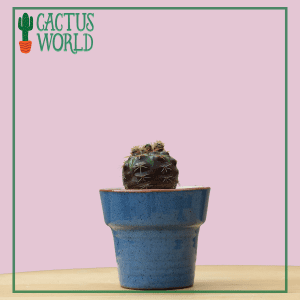 Cactus in Miniature Pot