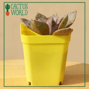 Echeveria in Yellow Pot