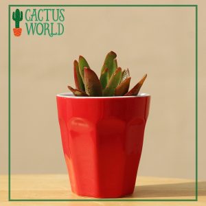 Campfire Succulent in Red Pot