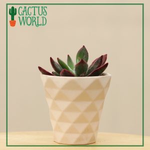Succulent in Geometric Planter