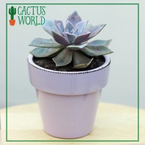 Echeveria in purple pot