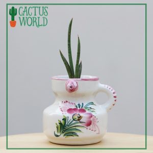 Sansevieria Cylindrica
