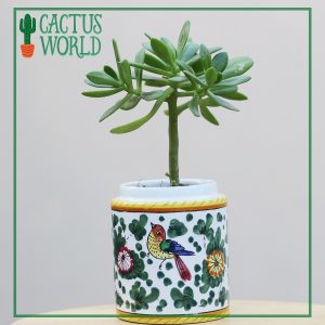 Succulent in Ceramic Pot