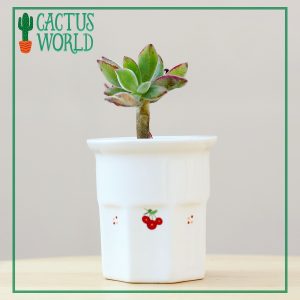 Succulent in Cherry Planter