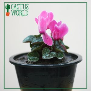 Cyclamen Pink