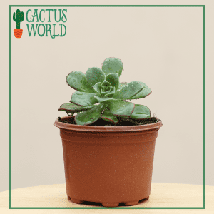 Echeveria Lipstick
