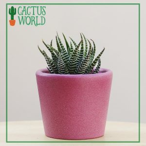 Haworthia Zebra