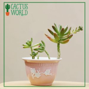 Echeveria in Pink Porcelain planter