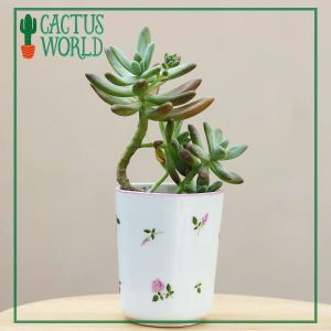 Echeveria in a Porcelain roses planter