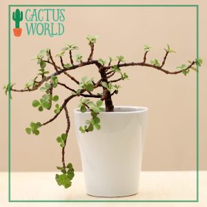 Jade plant in a white Ceramic pot