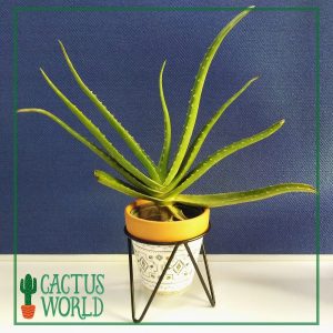 Aloe in Terracotta Pot with Iron Stand