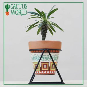 Madagascar Palm in Printed Terra Cotta