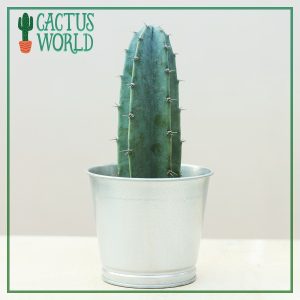 Blue Cactus in Steel pot