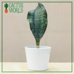 Whale Fin Sansevieria in White Ceramic Pot