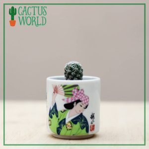 Thimble Cactus in a miniature pot