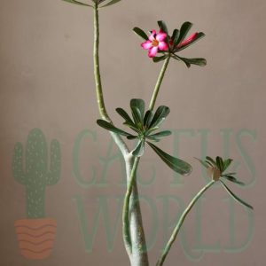 Adenium Plant (3 Feet)