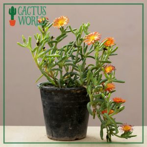 Crocea Ice plant