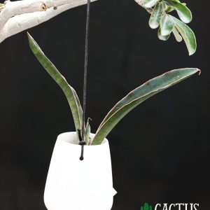 Sansevieria in Hanging Planter