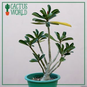 Adenium Bonsai (7 Stems)