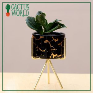 Black Pot with Golden metal stand