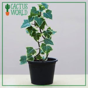 Natal Ivy Plants