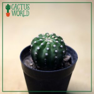 Echinopsis Cactus