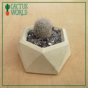 Cactus in Geometric Pot