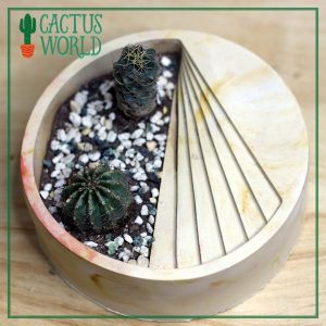 2 Cactus in Round Stairs Planter