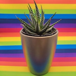 Zebra Plant in Golden Ceramic Pot