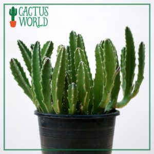 Pot Full of Stapelia Grandiflora