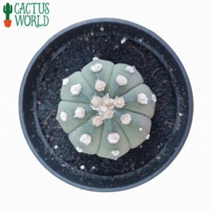 Astrophytum Asterias