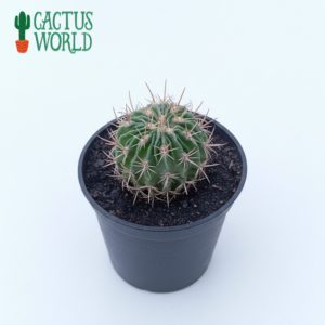 Brain Cactus - Echinofossulocactus