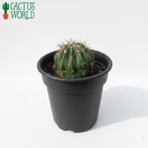 Large Gymnocalycium Cactus
