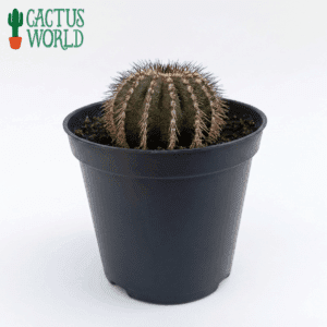 Rare Uebelmannia Pectinifera - Comb Spined Cactus