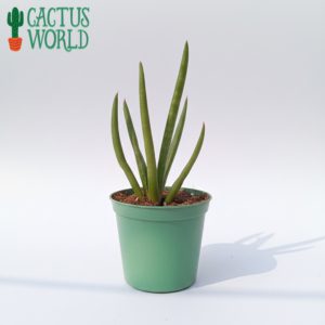 Cylindrical Snake Plant