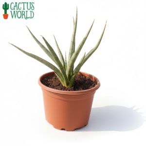 Silver Sansevieria Cylindrica