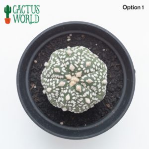Star Cactus Astrophytum Asterias - Super Kabuto