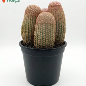 Rare Rainbow Cactus Cluster (Echinocereus rigidissimus)